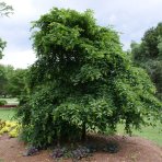 Hrab obyčajný (Carpinus betulus)  ´PENDULA´ - výška 200-250 cm, kont. C130L